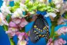 Spicebush butterfly on flowers of pink snapdragon. Art Print